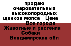 продаю очаровательных высокопородных щенков мопса › Цена ­ 20 000 - Все города Животные и растения » Собаки   . Владимирская обл.